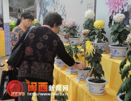 龍巖菊花展覽現不文明行為 菊花展變“菊花劫”